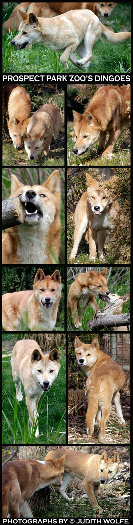 PPZDINGOES