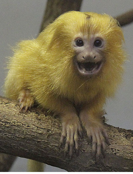 Golden Lion Tamarin-PPZ