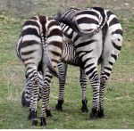 ZEBRA-BUTTS