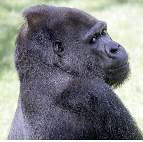 GORILLA