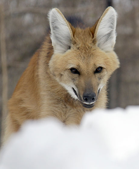 Maned Wolf