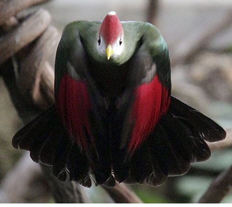 Red-Crested Turaco