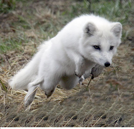 arctic fox-como zoo