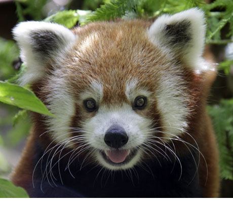Red Panda Biru