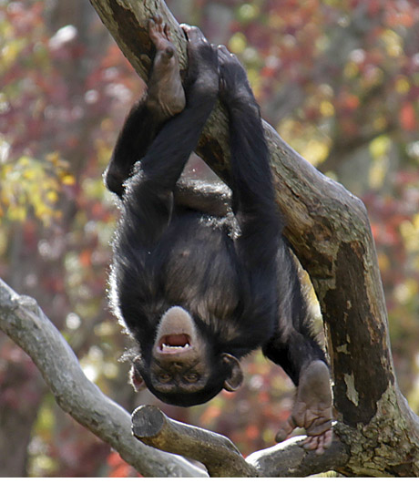 CHIMPANZEE