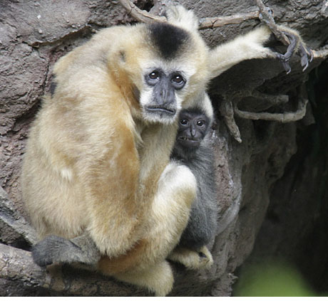 Gibbon and Baby