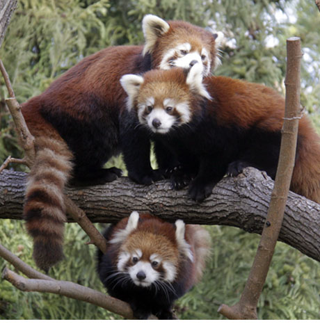 Red Panda Cubs