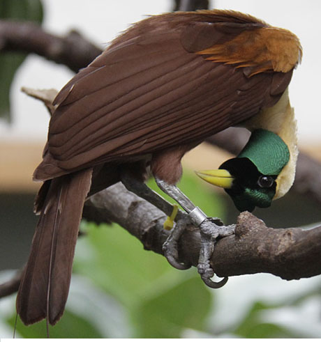 Red Bird of Paradise