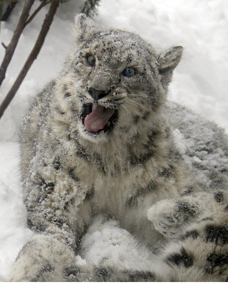 Snow Leopard Cub