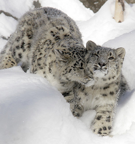 Cubs in Polar Vortex