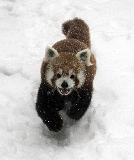 snowpocalypse panda