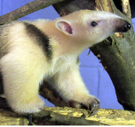 Baby Tamandua