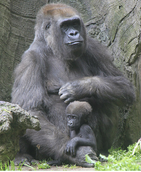 Gorilla Baby-Bronx Zoo