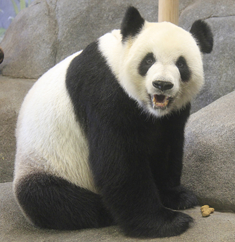 MEMPHIS ZOO PANDA