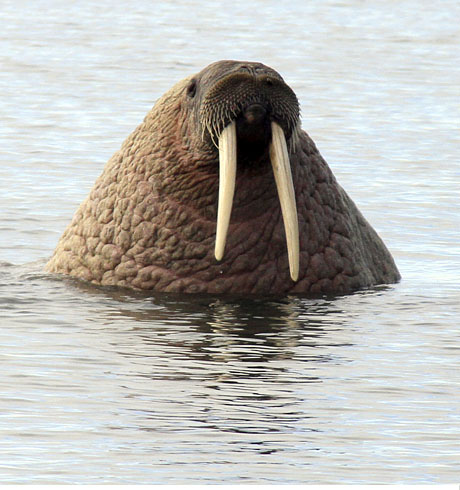 Svalbard Walrus