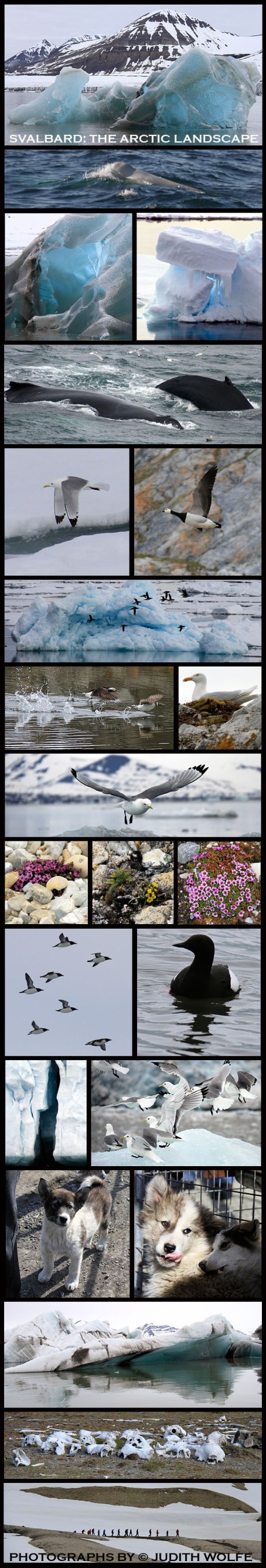 SVALBARDLANDSCAPE
