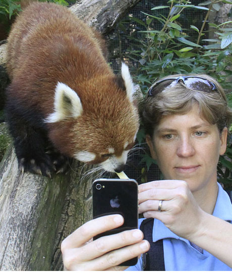 Red Panda Selfie