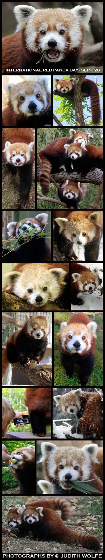 REDPANDADAY