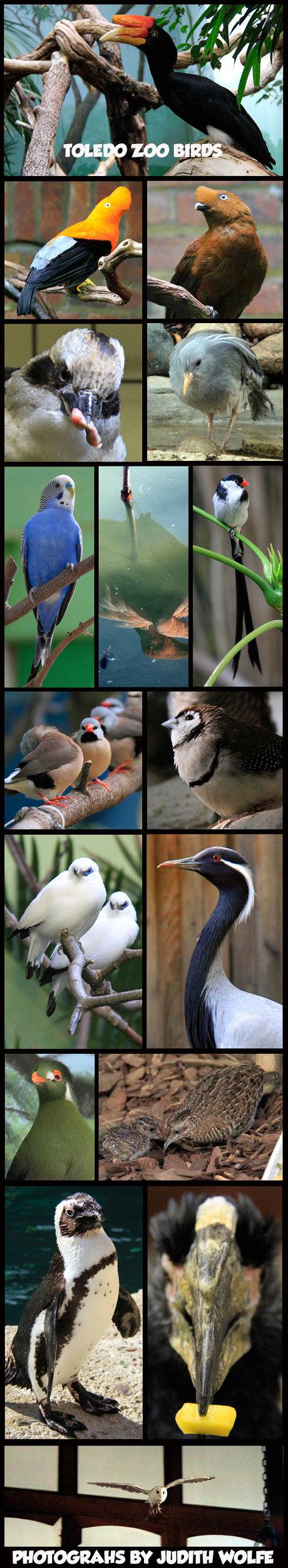 TOLEDOZOOBIRDS
