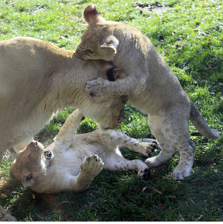 Lion Cubs