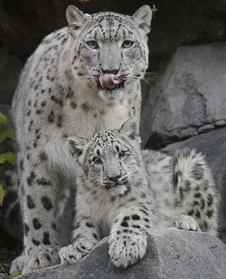 Snow Leopards