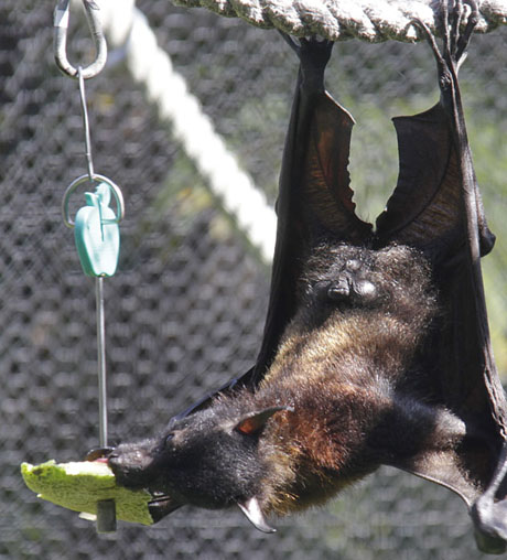 Malayan Flying Fox
