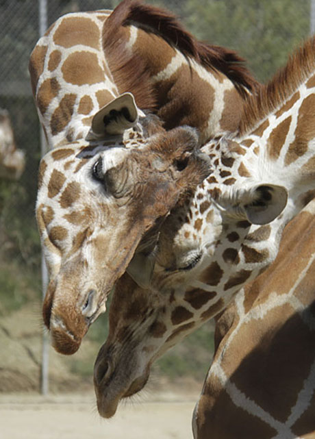 Giraffe smooches