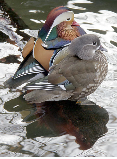 mandarin-pair