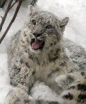 snow-leopard-cub