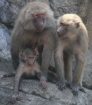 6389baboon