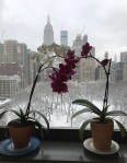 my orchids